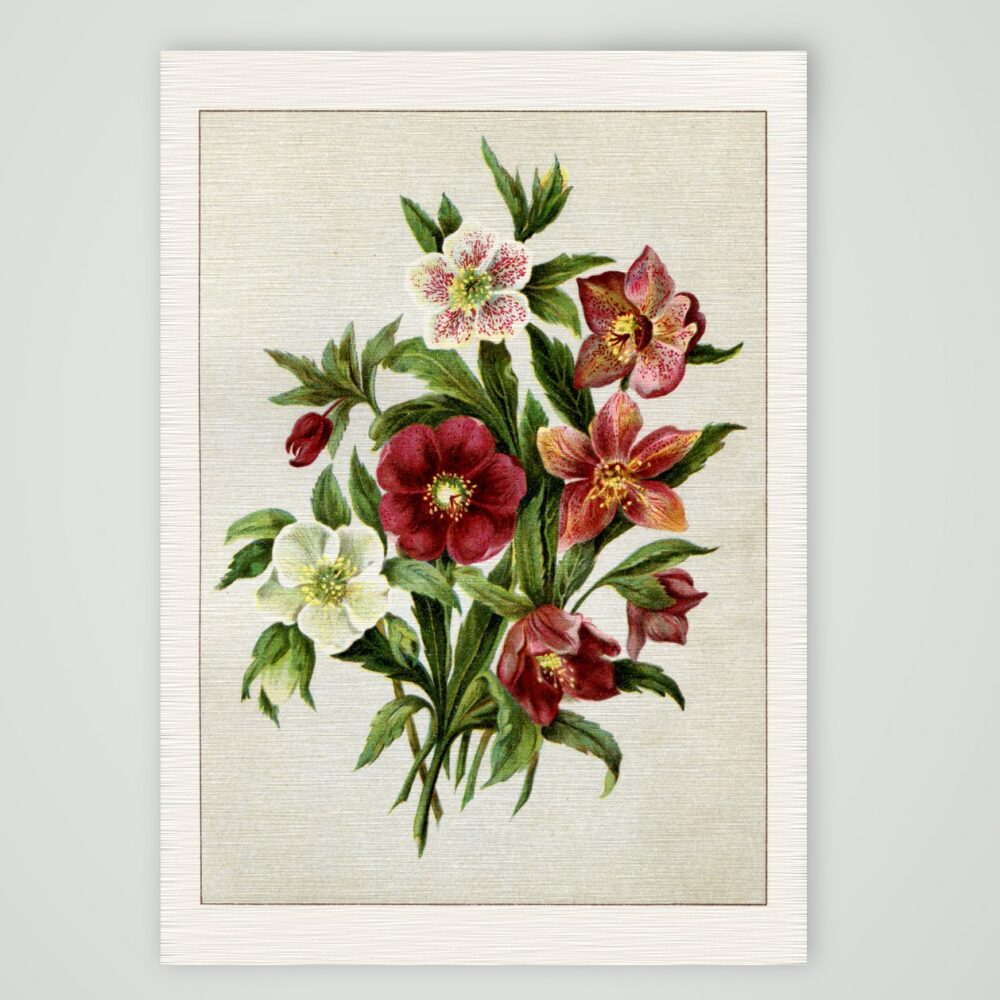 Christrosen – Helleborus-Hybriden – Farblithografie, Kunstdruck auf Leinenpapier