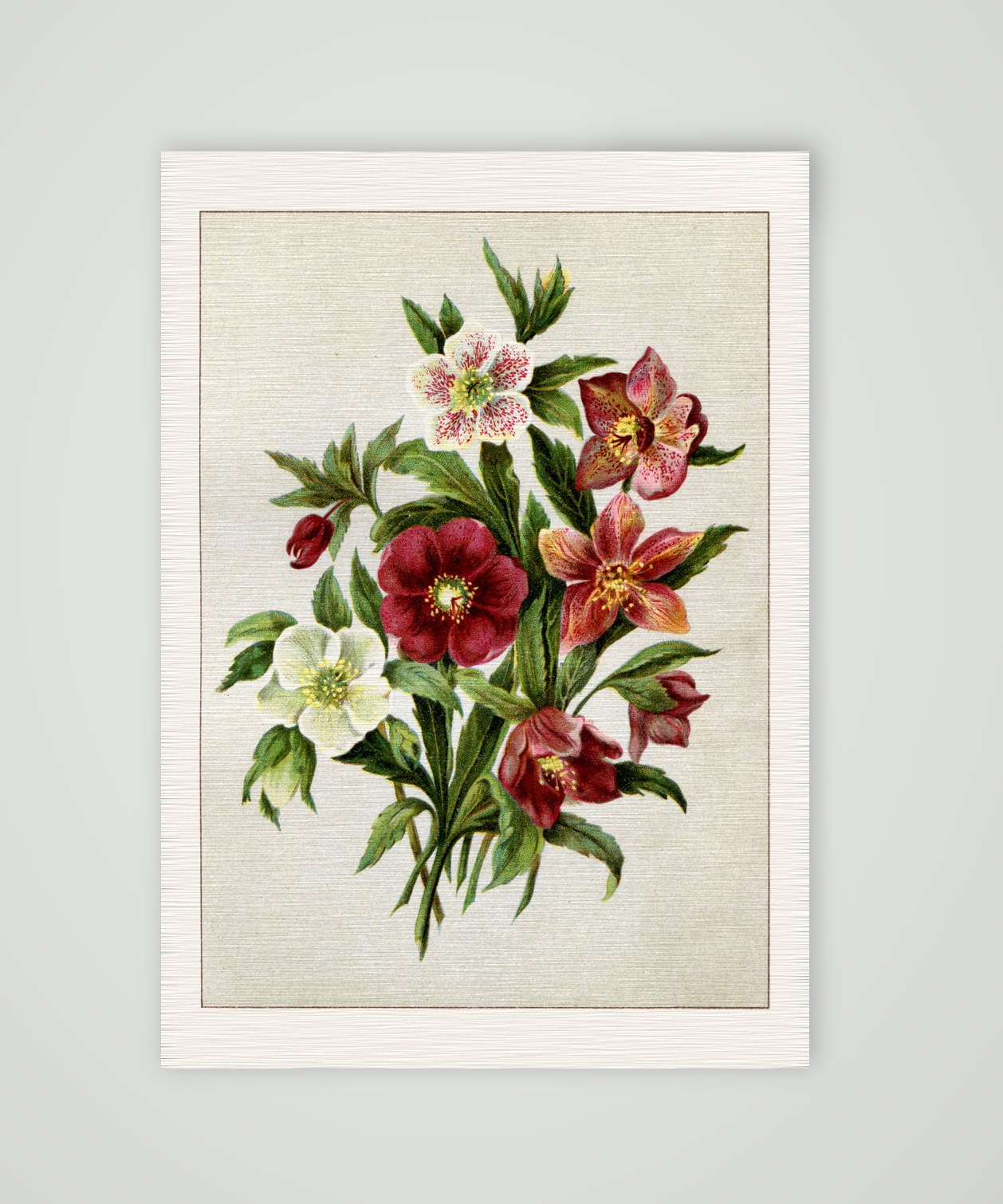 Christrosen – Helleborus-Hybriden – Farblithografie, Kunstdruck auf Leinenpapier