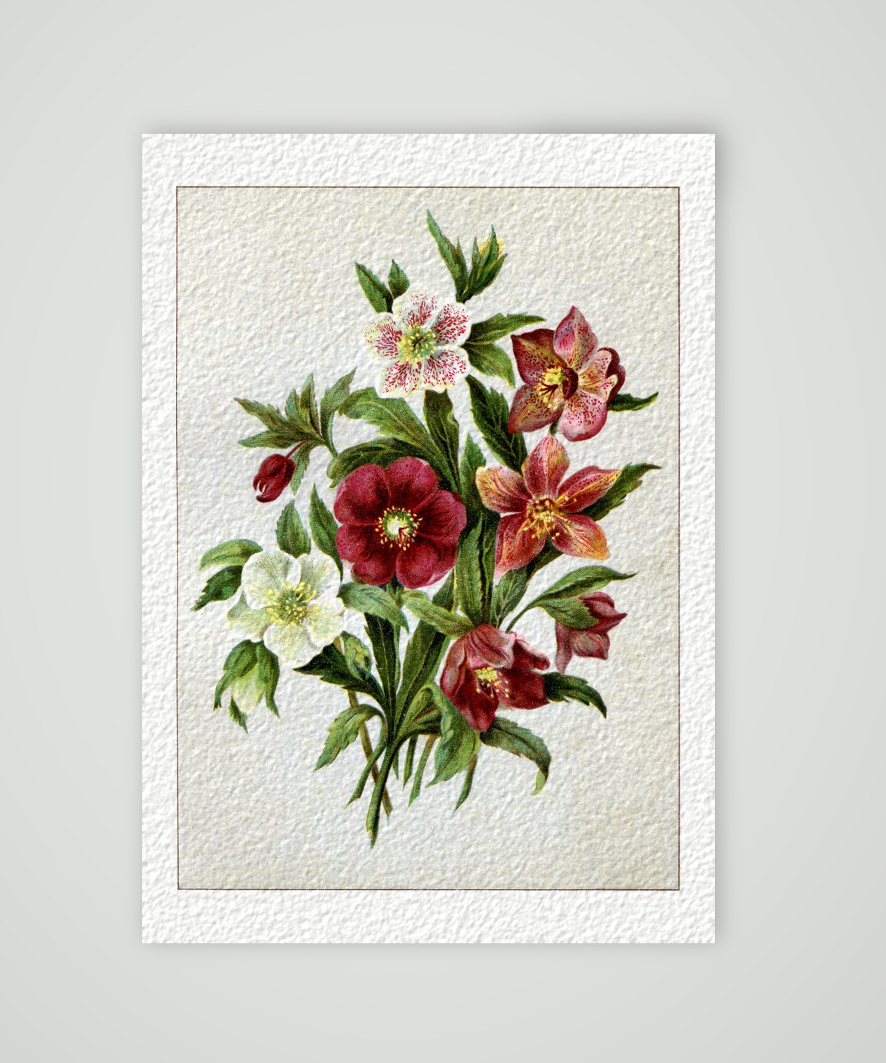 Christrosen – Helleborus-Hybriden – Farblithografie, Kunstdruck auf Hahnemühle-Büttenpapier
