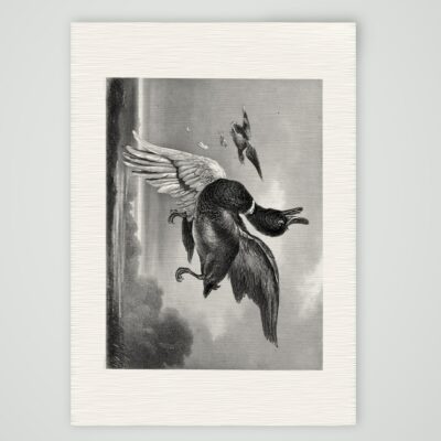 Die angeschossene Ente – Stahlstich, Kunstdruck auf Leinenpapier